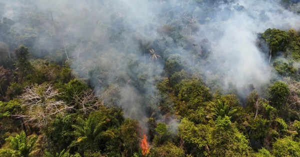 Cobertura florestal mundial perde 3,7 milhões de hectares em 2023