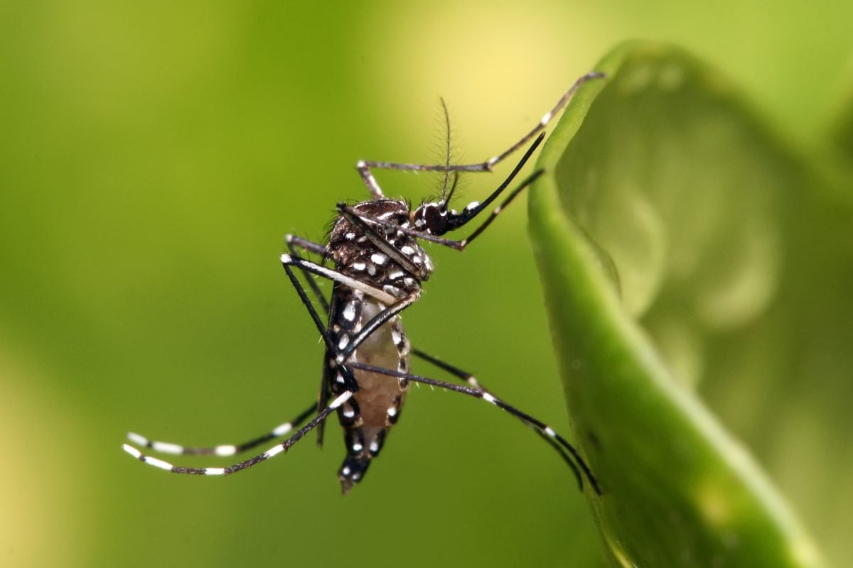 Todos os bairros de São Paulo estão com epidemia de dengue, diz boletim – CartaExpressa – CartaCapital