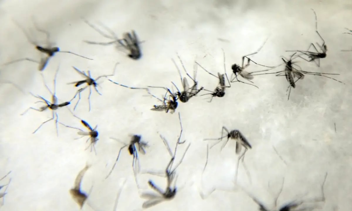 Brasil chega a 3 mil mortes por dengue em 2024; casos prováveis passam de 5 milhões – CartaExpressa – CartaCapital