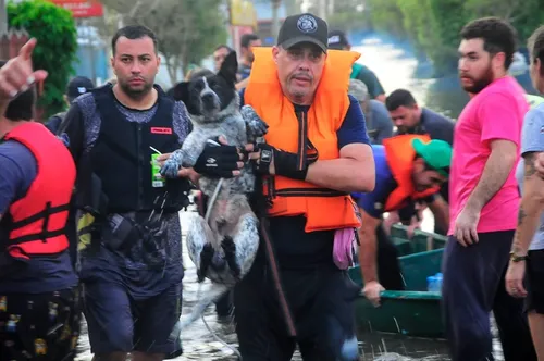 População se mobiliza para salvar animais perdidos