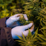 66% dos brasileiros apoiam a liberação da maconha medicinal, diz pesquisa – CartaCapital