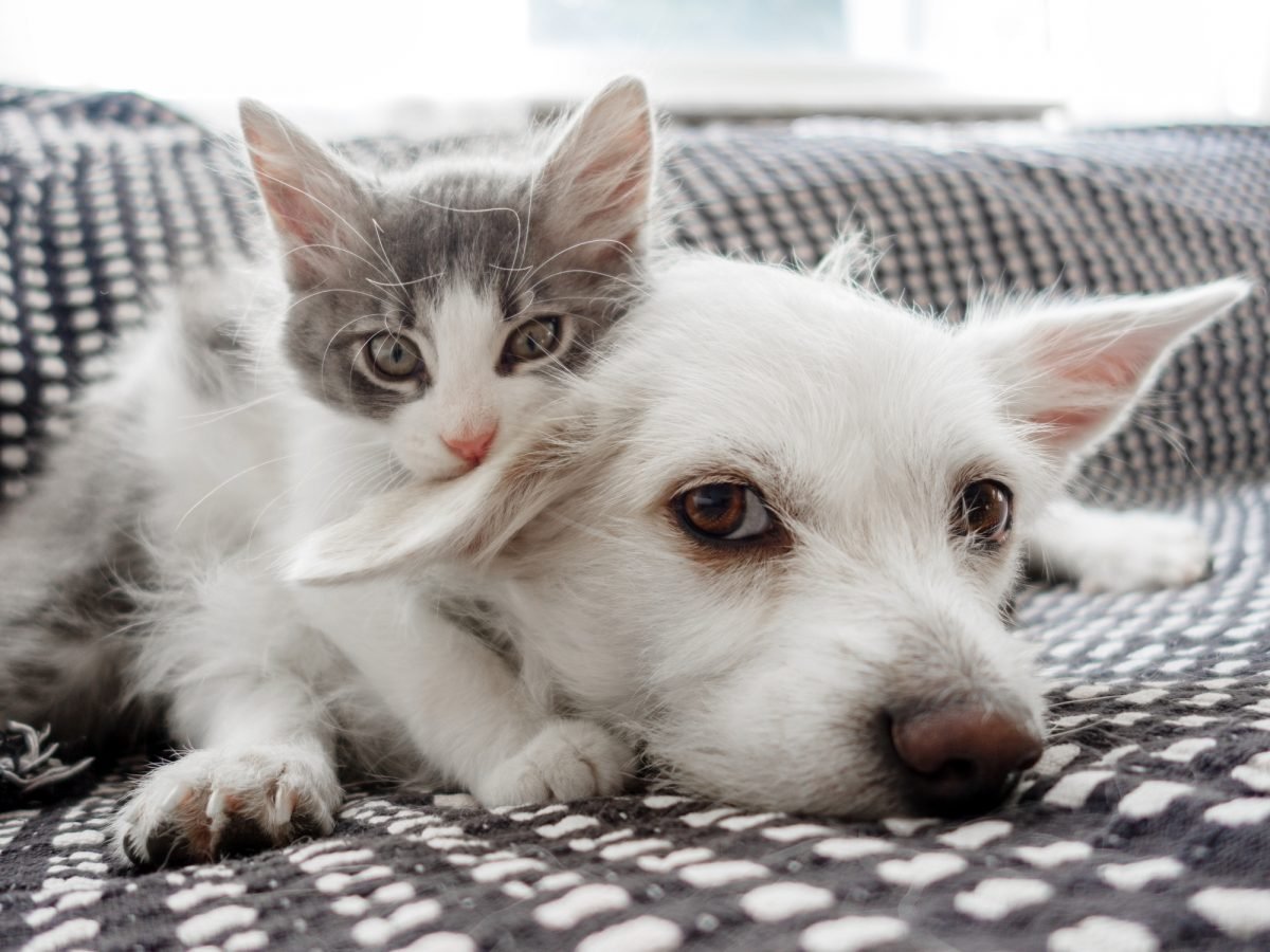 Brasil supera 160 milhões de pets – crescimento é liderado por pequenos animais e gatos – Do Micro Ao Macro – CartaCapital