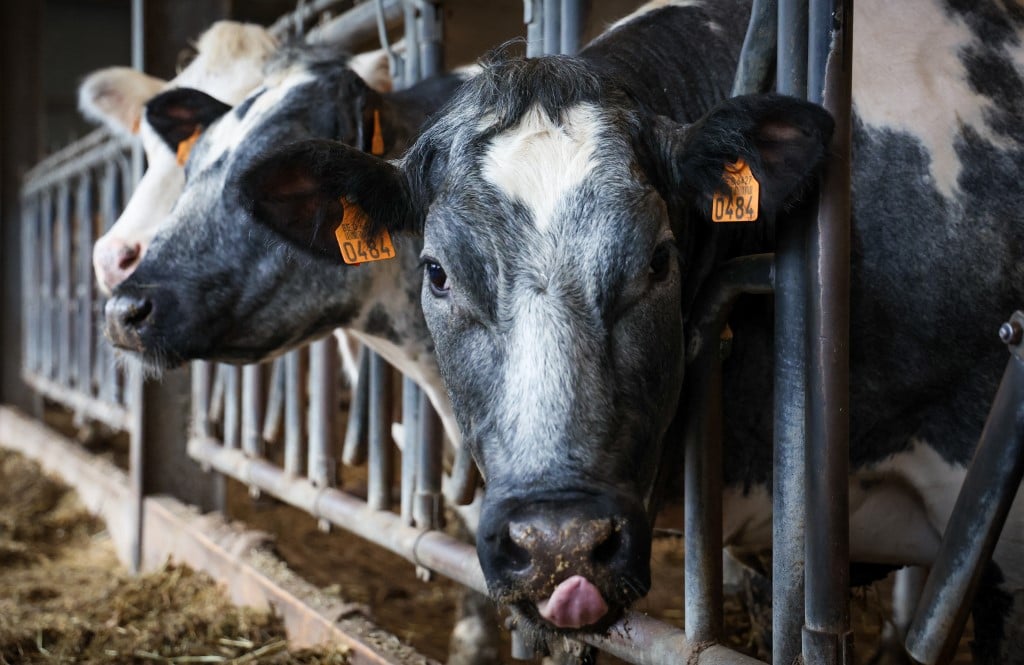 Dinamarca será o primeiro país a taxar arrotos e flatulência no gado – Mundo – CartaCapital