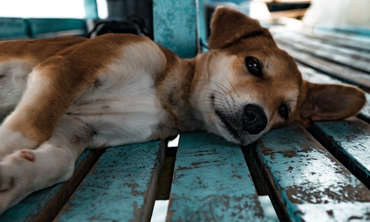 Justiça reconhece vínculo familiar de casal em situação de rua com cão e manda prefeitura devolver o animal – CartaExpressa – CartaCapital