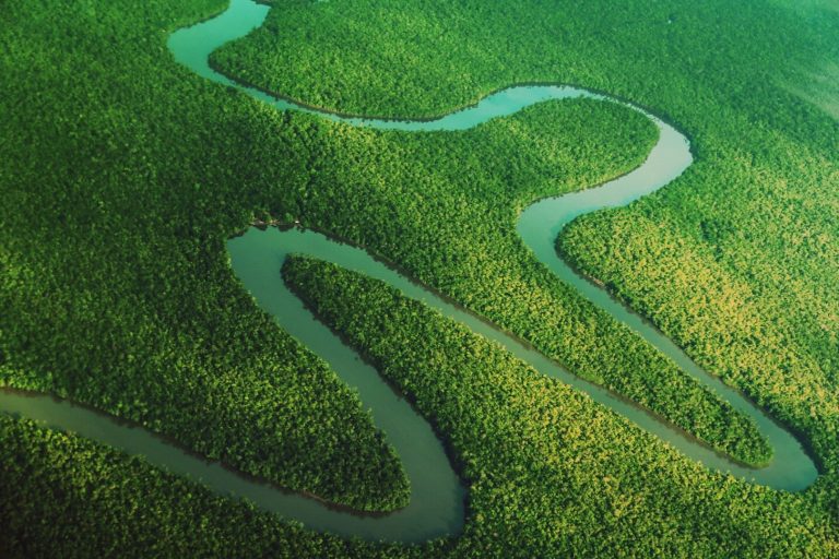 Vista aérea de uma floresta