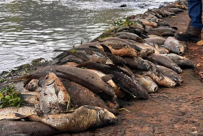 Usina de açúcar é multada em R$ 18 milhões por causar morte de mais de 235 mil peixes – Sustentabilidade – CartaCapital