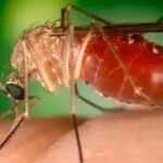 Antes restrita à Amazônia, febre oropouche se espalha pelo país – CartaCapital