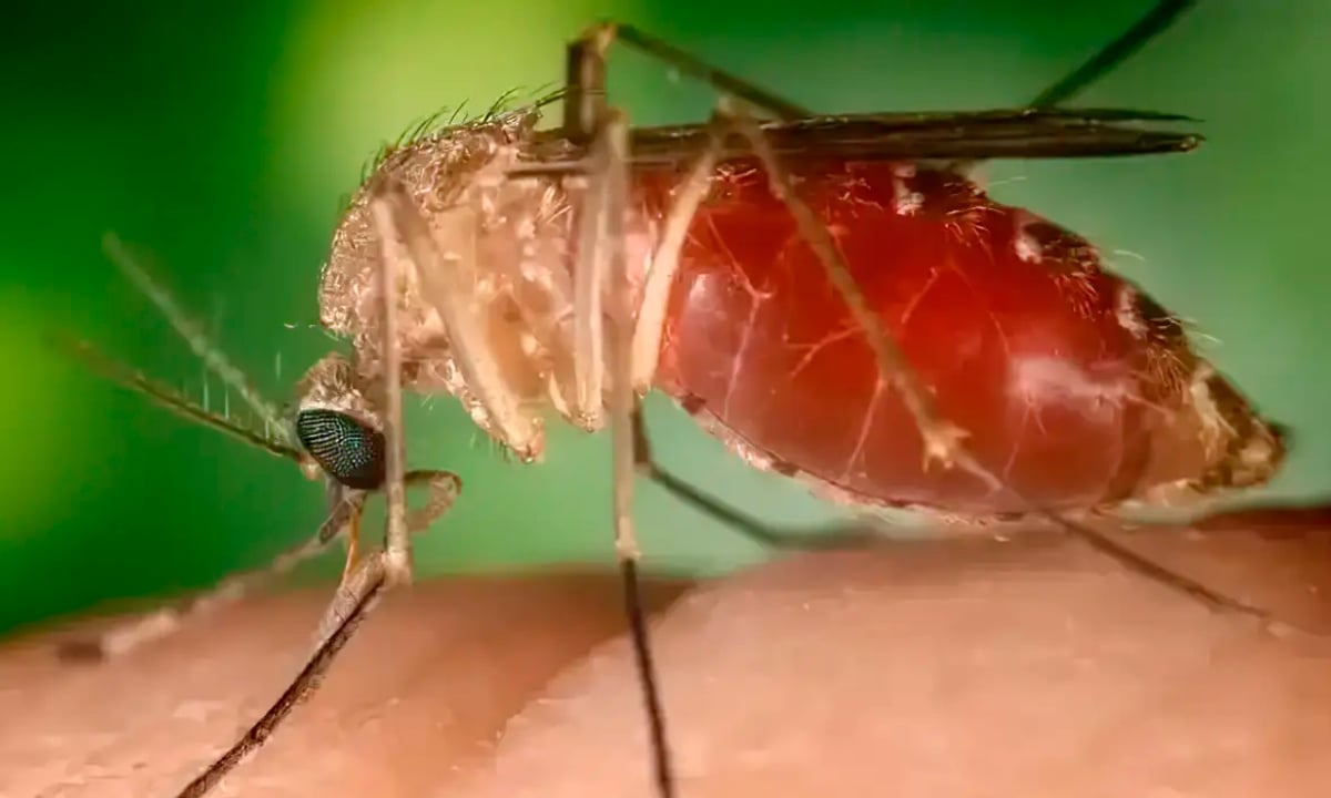 Opas eleva risco de febre do Oropouche nas Américas para alto – Saúde – CartaCapital