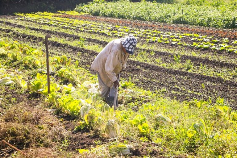 Agropecuária - plantações - agricultura familiar - produção rural - agricultor