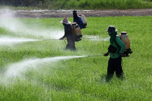 'Agrotóxicos foram feitos para matar', diz pesquisadora da