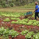 Agricultura familiar receberá R$ 60 milhões para produção de bioinsumo – CartaCapital