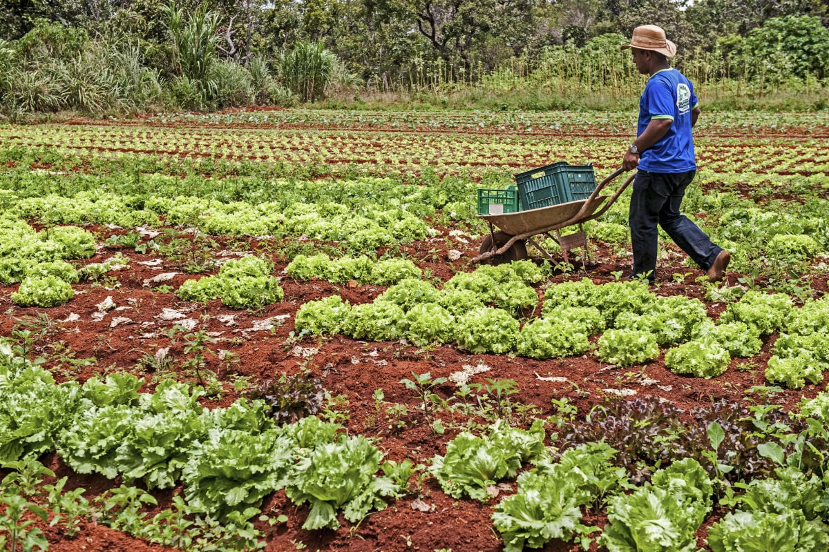 Agricultura familiar receberá R$ 60 milhões para produção de bioinsumo – CartaCapital
