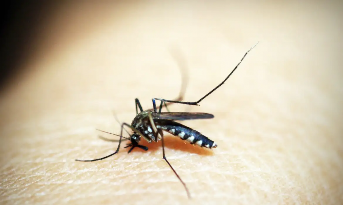 Opas emite alerta para risco de surtos de dengue 3 nas Américas – Saúde – CartaCapital