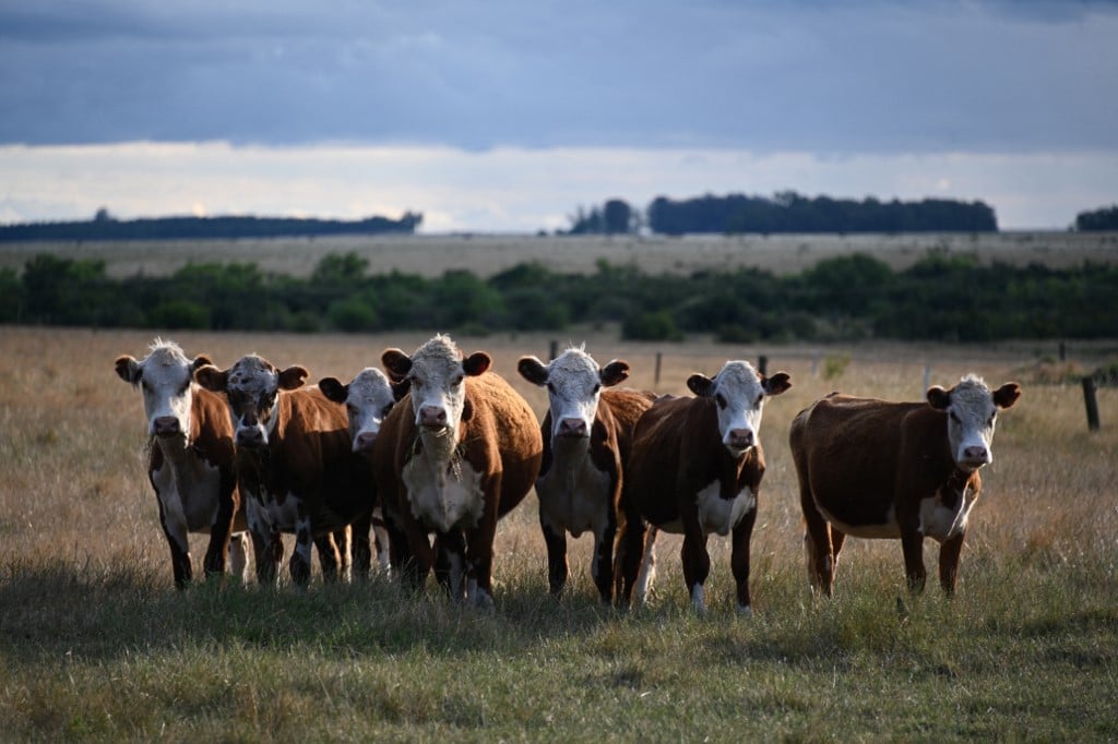Suspeita de fraude em fundo pecuarista deixa centenas de desempregados no Uruguai – Mundo – CartaCapital