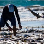 Governo anuncia cota para importação de sardinha com tarifa zero