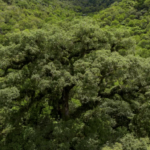 Situação dos rios na Mata Atlântica é preocupante, aponta pesquisa – CartaCapital – CartaCapital