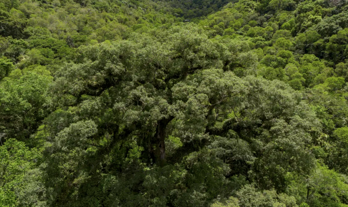 Situação dos rios na Mata Atlântica é preocupante, aponta pesquisa – CartaCapital – CartaCapital