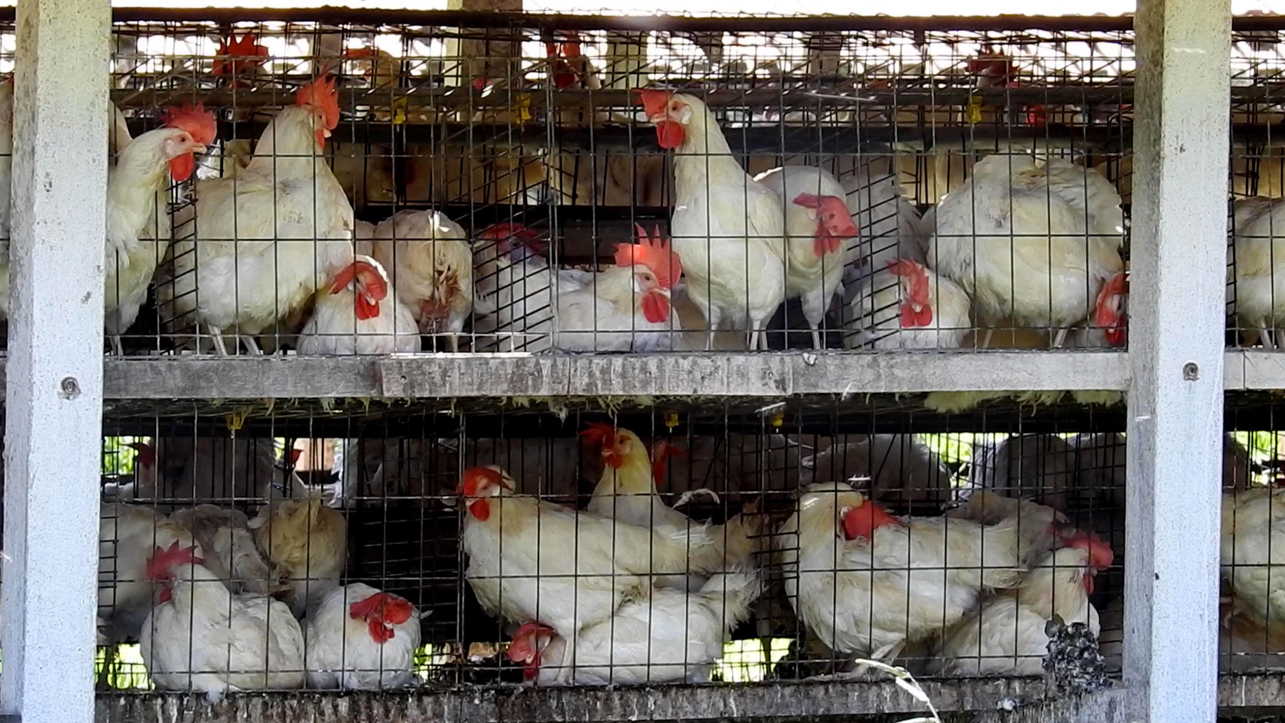 China suspende importações de todos os produtos aviários brasileiros – Brasil de Fato