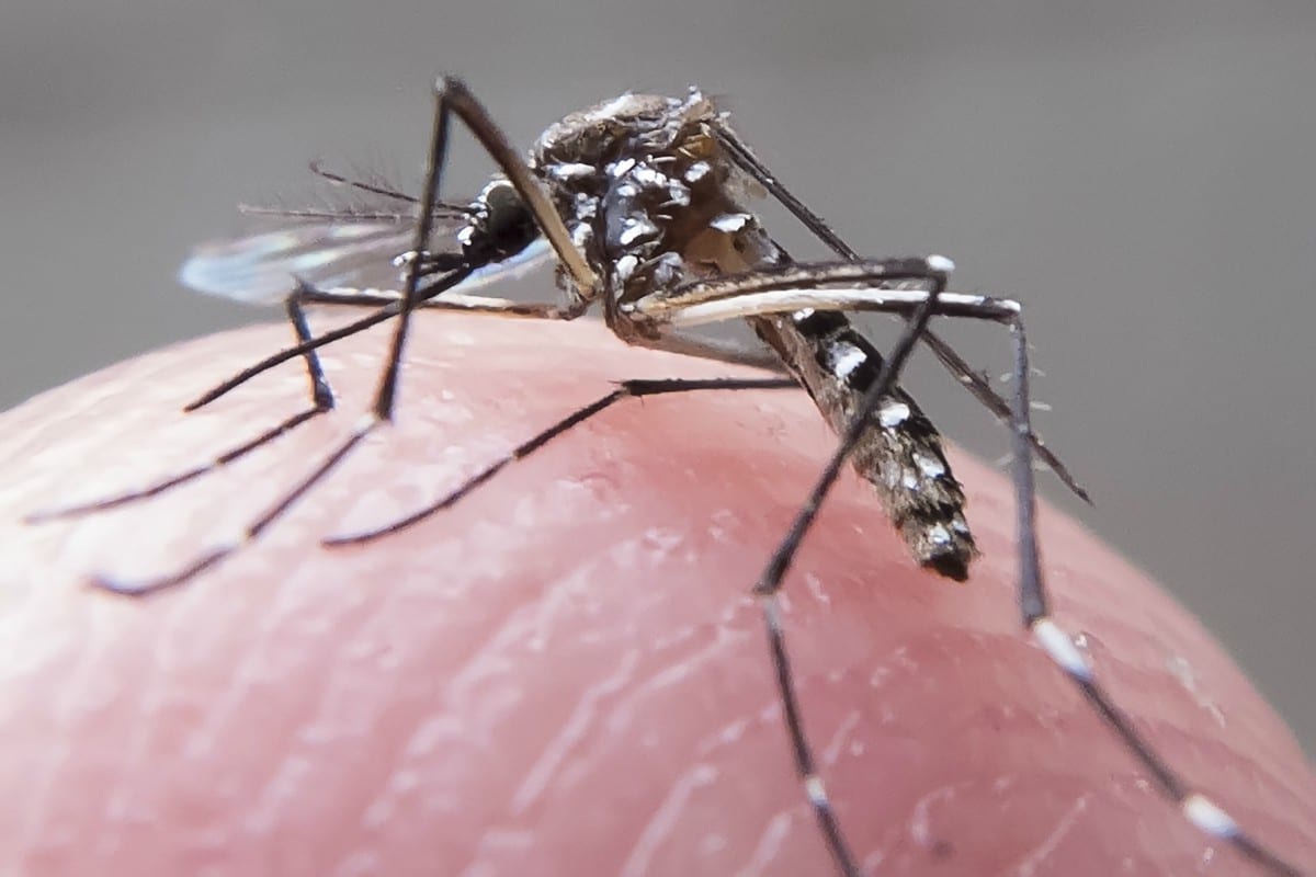 Governo publica regras para indenização a pessoas com deficiências causadas pelo Zika vírus – CartaCapital