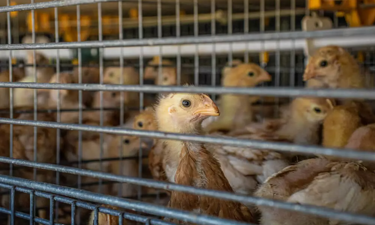 Minas Gerais decreta emergência sanitária animal por gripe aviária – CartaCapital