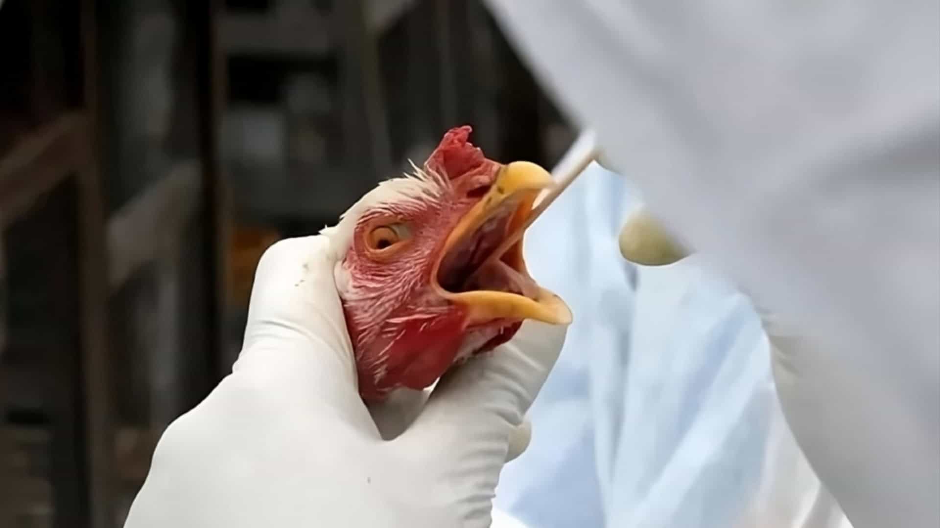 caso de gripe aviária no Brasil marca nova etapa do vírus – CartaCapital