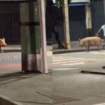 animal solto causa correria na Av. Manoel Dias da Silva, em Salvador