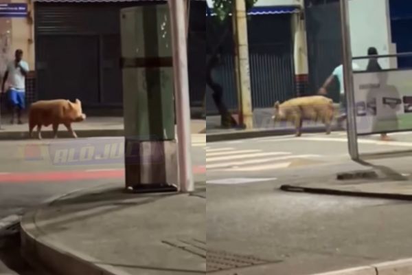 animal solto causa correria na Av. Manoel Dias da Silva, em Salvador