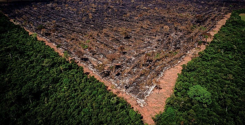 Brasil tem área de florestas do tamanho de Santa Catarina sob alto risco de grilagem, diz estudo – Brasil de Fato