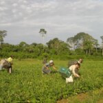 CMN reduz para R$ 200 mil limite de enquadramento no Proagro