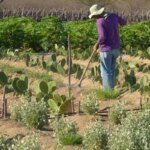 CMN simplifica crédito rural a populações tradicionais e extrativistas