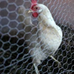 Goiás confirma gripe aviária em criação com cem galinhas domésticas