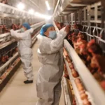 Gripe aviária: Agricultura prorroga estado de emergência zoossanitária por 180 dias