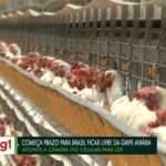 Gripe aviária: sem novos casos em Montenegro, RS desinstala barreiras sanitárias e adota fiscalização móvel | Rio Grande do Sul