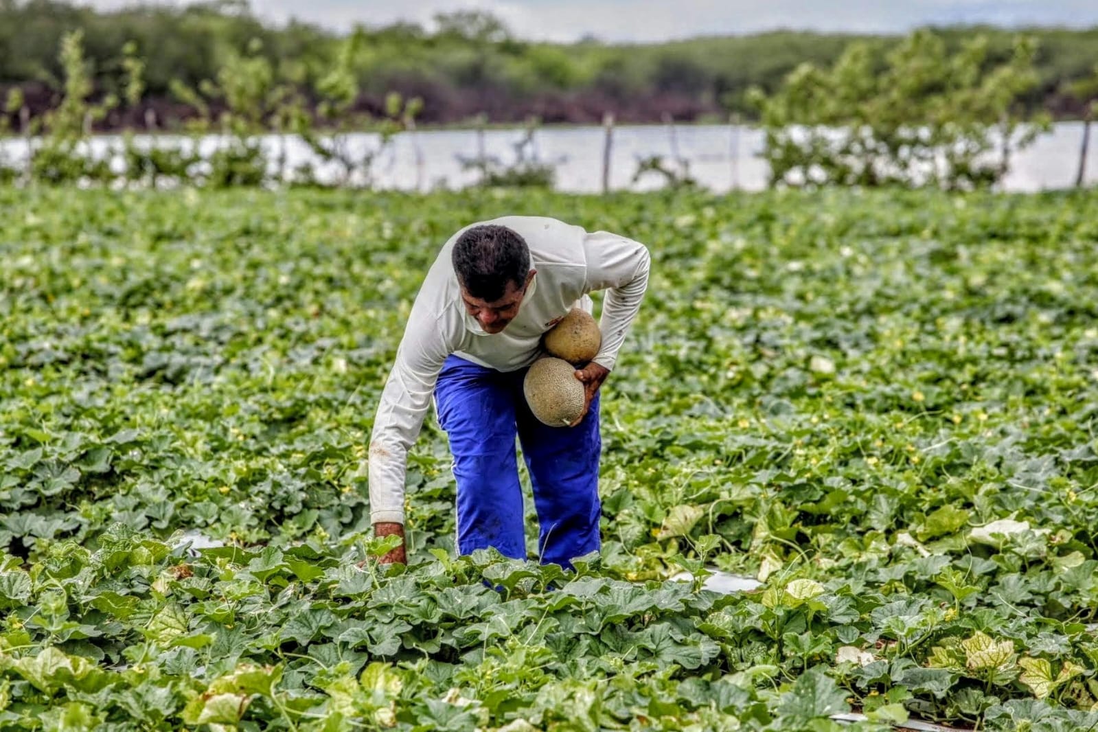 Mais de 63 mil famílias serão beneficiadas por meio do projeto Sertão Vivo Ceará – Brasil de Fato