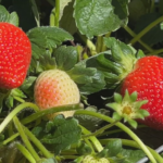 Morango atrai produtores por ser resistente, graúdo e doce