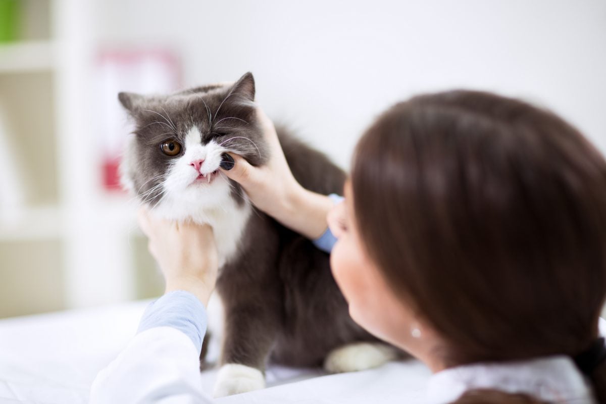 Nova geração de veterinários autônomos transforma o mercado pet com especialização e atendimento personalizado – CartaCapital