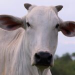 O golpe milionário da ‘vaca virtual’ que está abalando o Uruguai, um dos maiores produtores de gado do mundo | Agronegócios