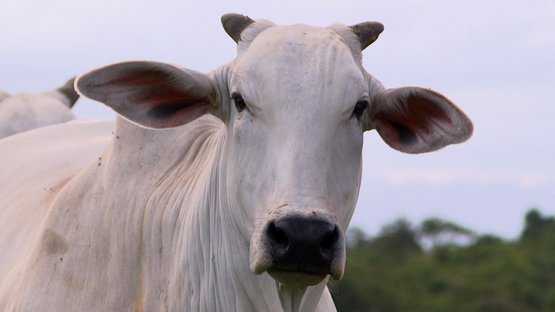 O golpe milionário da ‘vaca virtual’ que está abalando o Uruguai, um dos maiores produtores de gado do mundo | Agronegócios