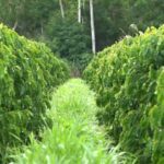 Produtor de café melhora qualidade do solo e zera uso de agrotóxico com técnicas sustentáveis no ES | Agronegócios no Espírito Santo
