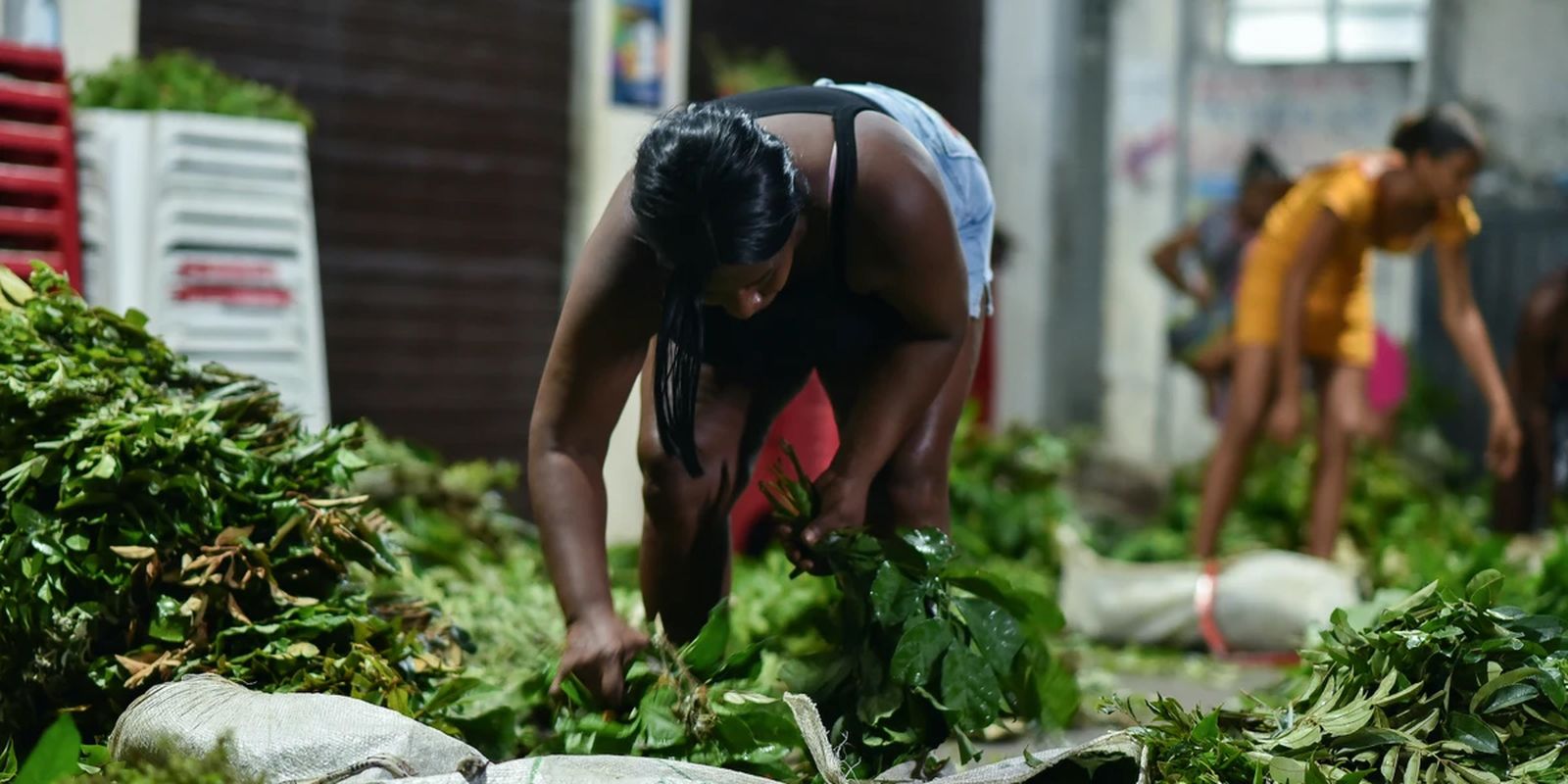 Documentário "Jornada das Folhas" estreia em Salvador 