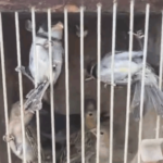 PM resgata 51 aves silvestres na Feira do Rolo, em Feira de Santana
