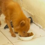 moradores denunciam maus-tratos e recorrem a protetor de animais em Itapuã