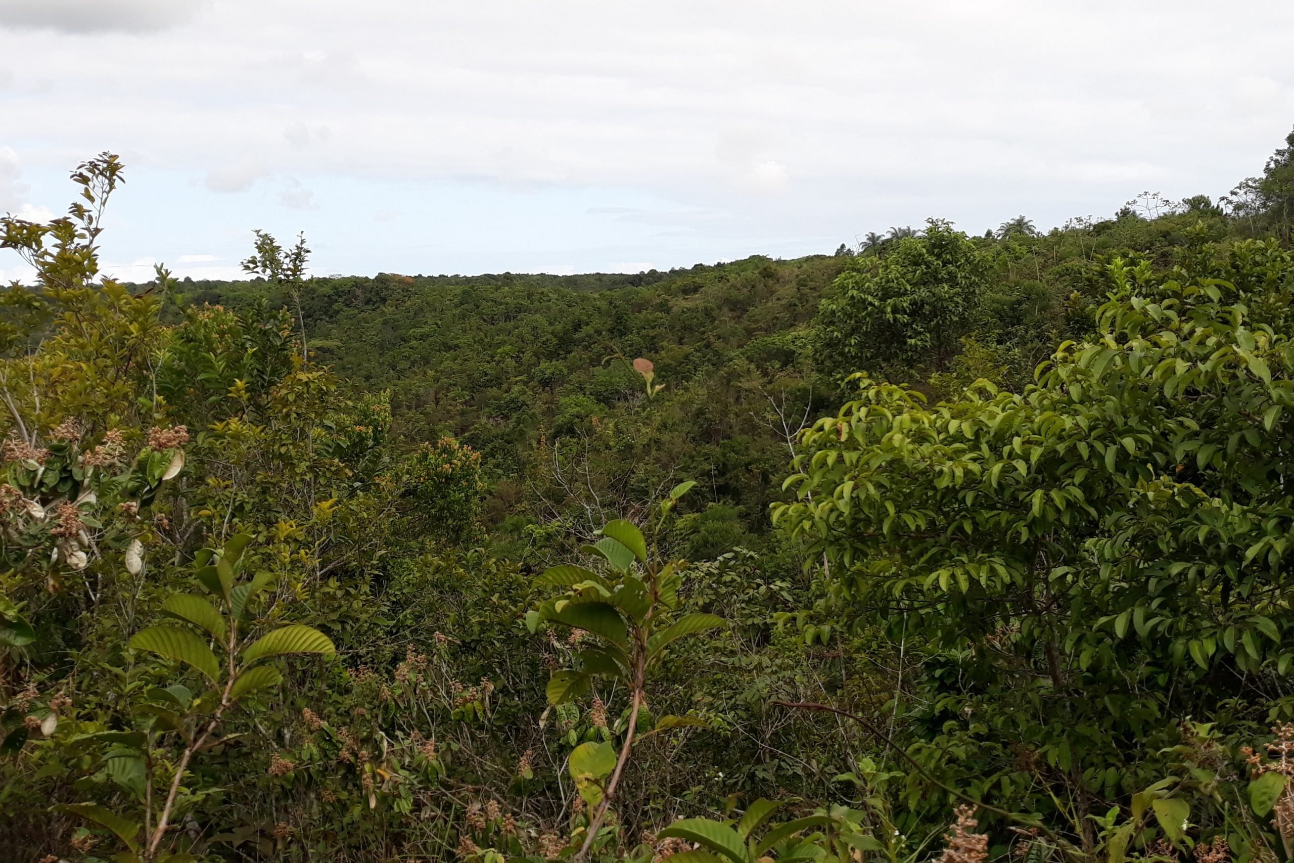 Artistas e ativistas protestam no Recife Antigo contra ameaças de retrocesso ambiental, neste domingo (13)