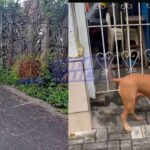 pitbull é deixado amarrado e sem comida na Ladeira da Federação