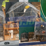 quatro animais silvestres são resgatados em Feira de Santana após denúncia
