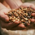 EUA dependem do café brasileiro, e substituição por outros países não seria simples, dizem especialistas