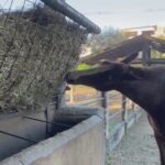 Estiagem afeta pastagens e aumenta demanda por feno
