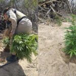 suspeito é detido e 11 mil pés de maconha são incinerados pela polícia em Jaguarari