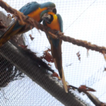Morte de mais quatro aves fecha ao público zoológico do Rio – CartaCapital