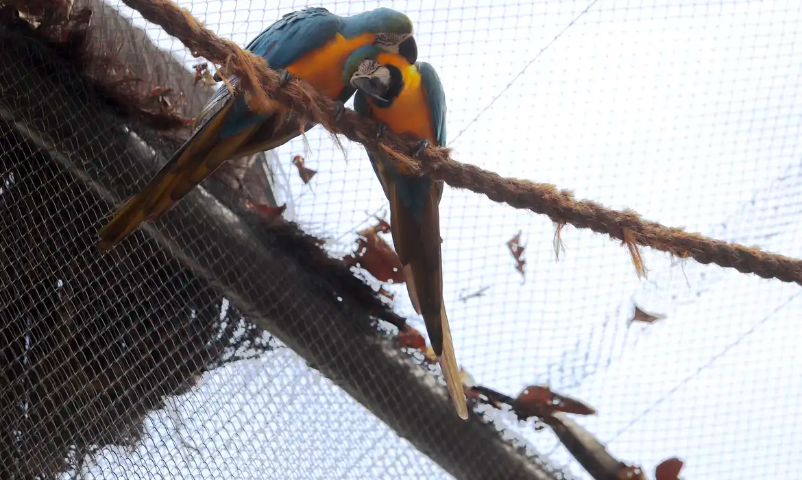 Morte de mais quatro aves fecha ao público zoológico do Rio – CartaCapital